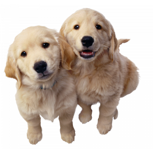  Curățarea părului de animale